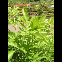 Sureau, Sambucus nigra (2)